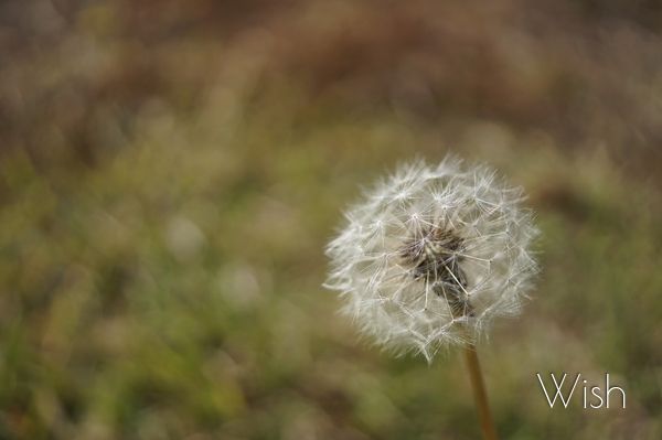 My Wish - Photo Library - | 季節外れの菜の花