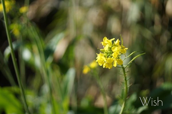 My Wish - Photo Library - | 季節外れの菜の花