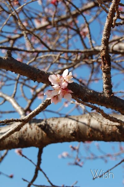 My Wish - Photo Library - | 早咲きの桜