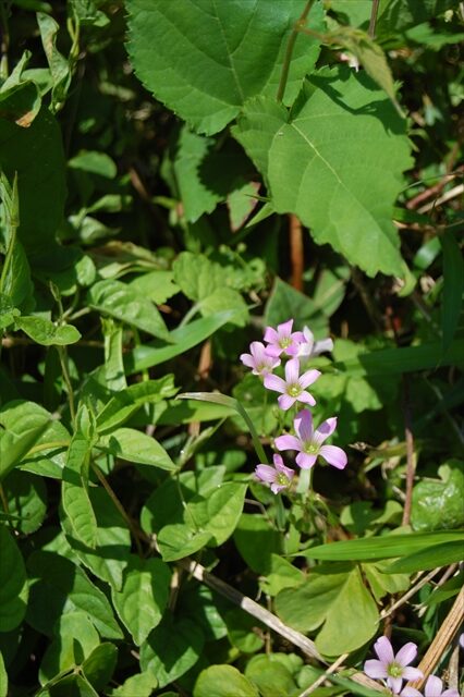 DSC 0836 R